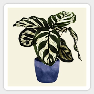 Calathea plant indoorplant Magnet